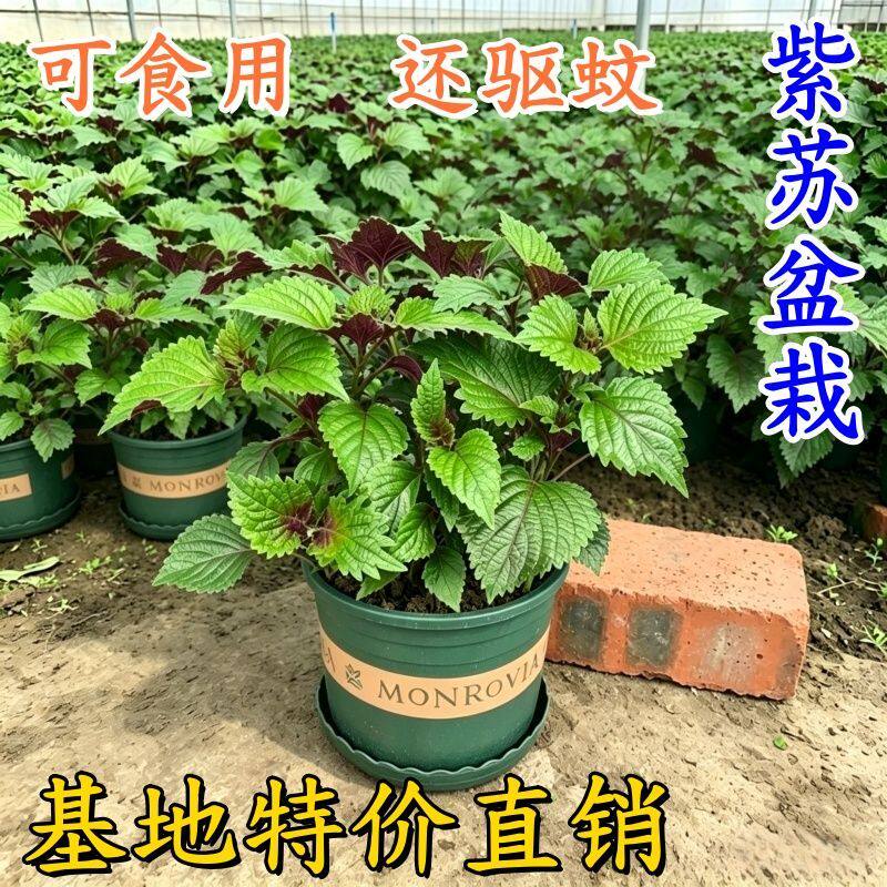 大叶紫苏盆栽新鲜可食用烤肉去腥阳台庭院绿植盆栽驱蚊植物紫苏苗