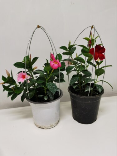 飘香藤带花苞阳台绿植盆粉飘香藤