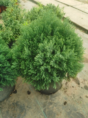 皮球松柏树苗雾松柏苗木盆栽地栽花卉庭院绿化植物原生香松皮球柏