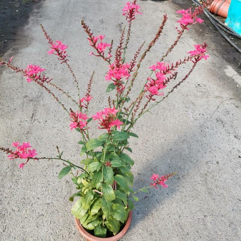 红雪花盆栽蓝雪白雪阳台庭院红色花卉植物室内植物花花卉植物爬藤