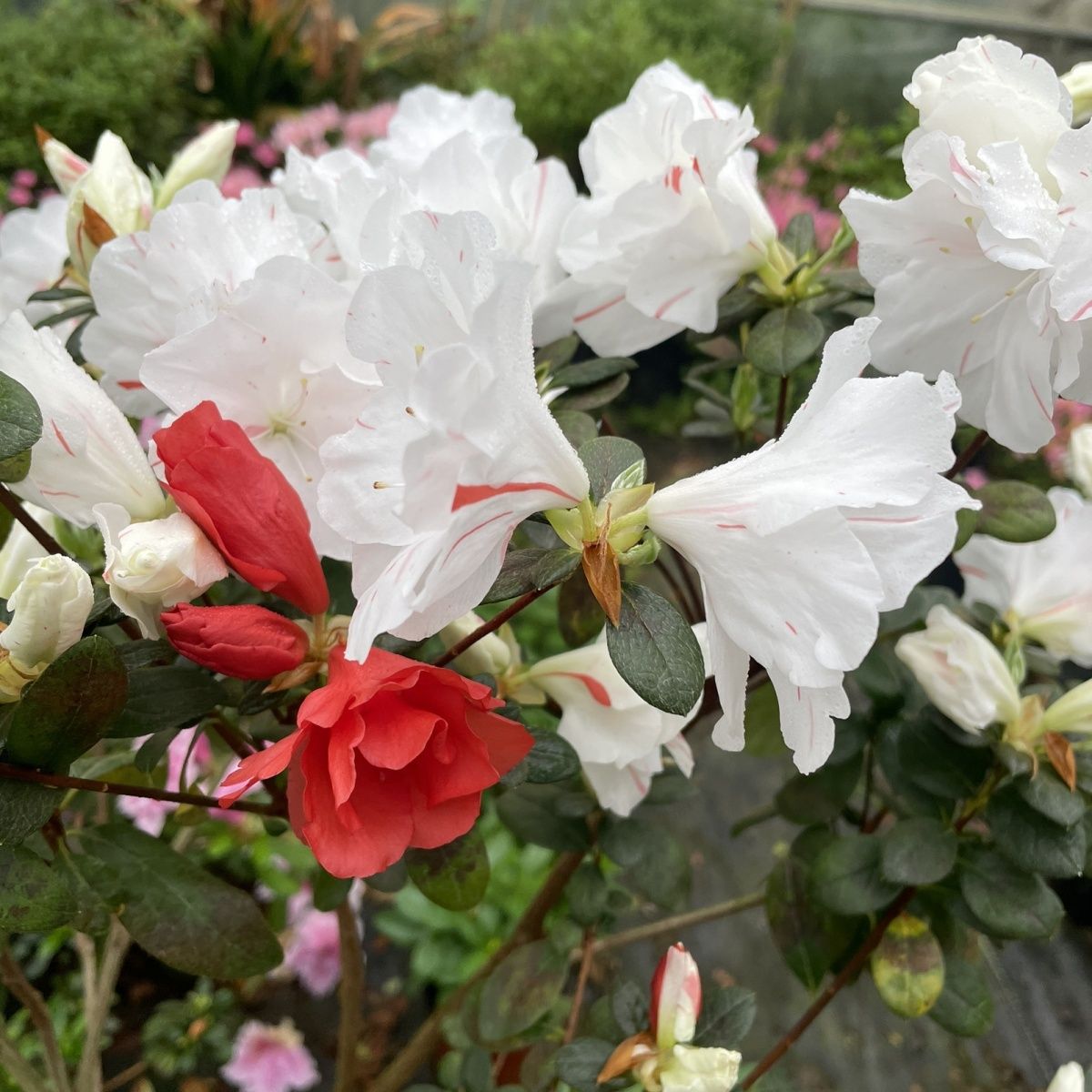 东阳锦杜鹃花盆栽大花杜鹃花盆栽四季开花杜鹃花盆栽庭院阳台盆栽