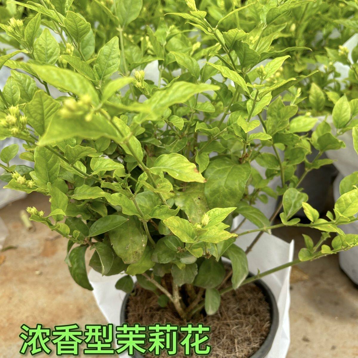 重瓣笔尖花苞茉莉花浓香型正宗笔尖茉莉四季花香室内阳台清香绿植