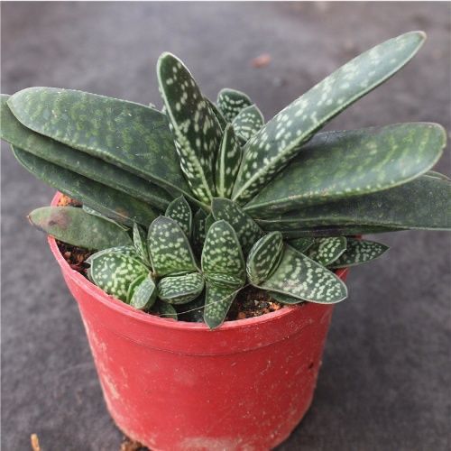 网红.子宝多肉植物元宝花招财进宝肉肉办公室内桌面阳台绿植花卉