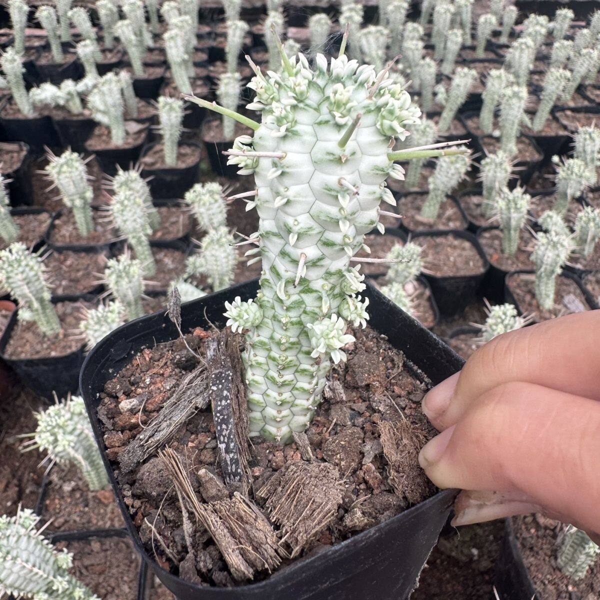 白桦麒麟大戟科多肉植物室内办公室高档绿植防辐射盆栽花卉玉米棒