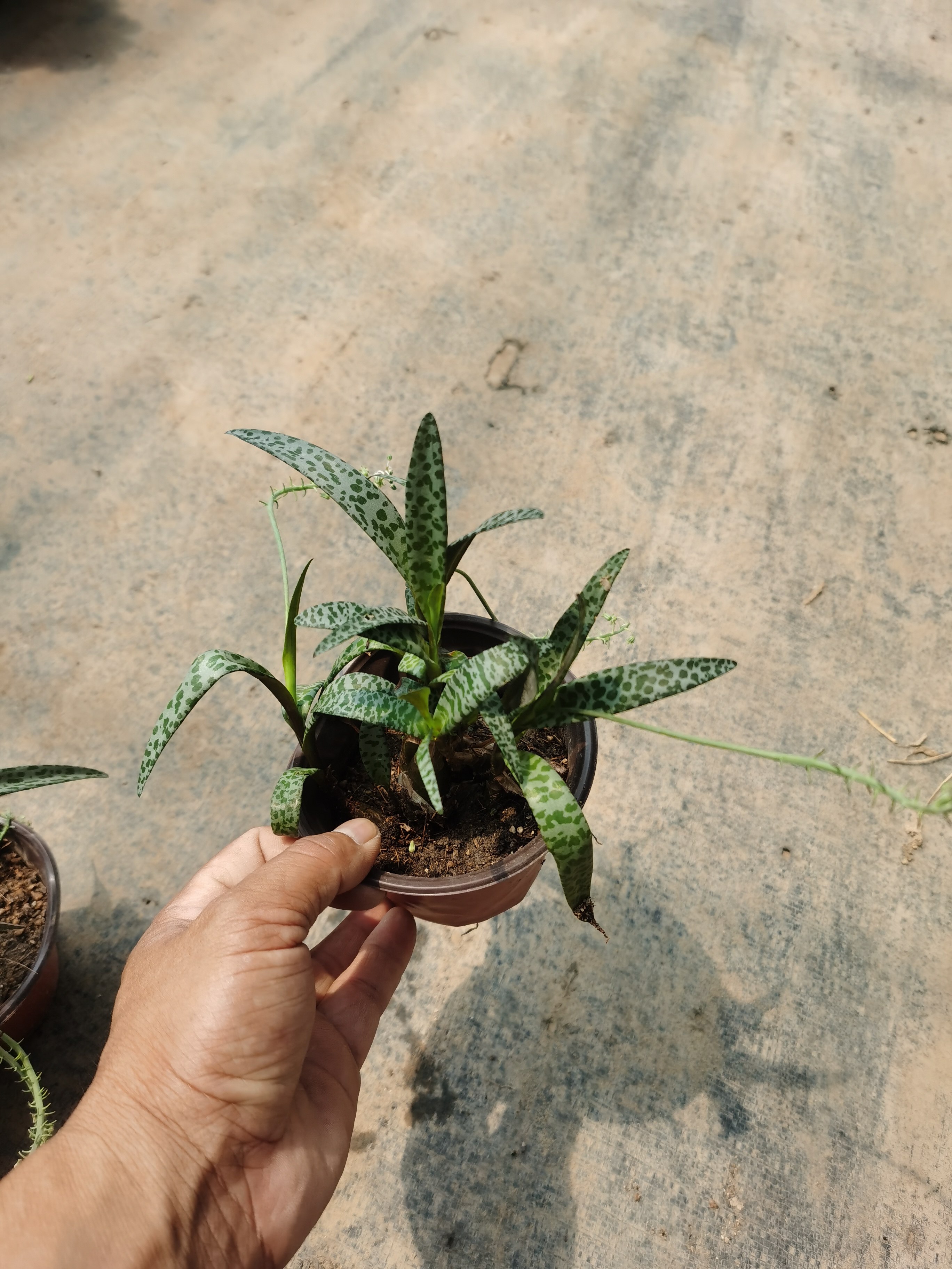 油点百合新奇植物可爱多肉仙人球室内好养办公室群生绿植小盆栽