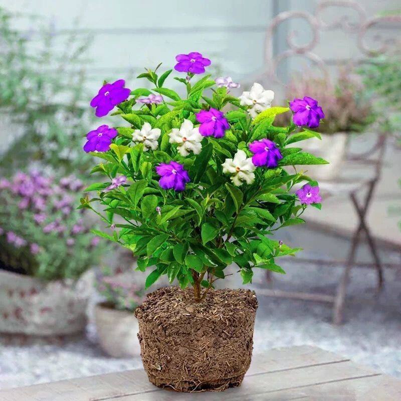 鸳鸯双色茉莉花苗四季开花不断室内客厅阳台庭院好易养活绿植盆栽