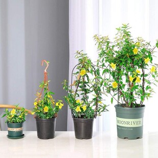 耐寒植物法国香水藤盆栽室内飘香藤浓香花卉茉莉花爬藤植法国茉莉