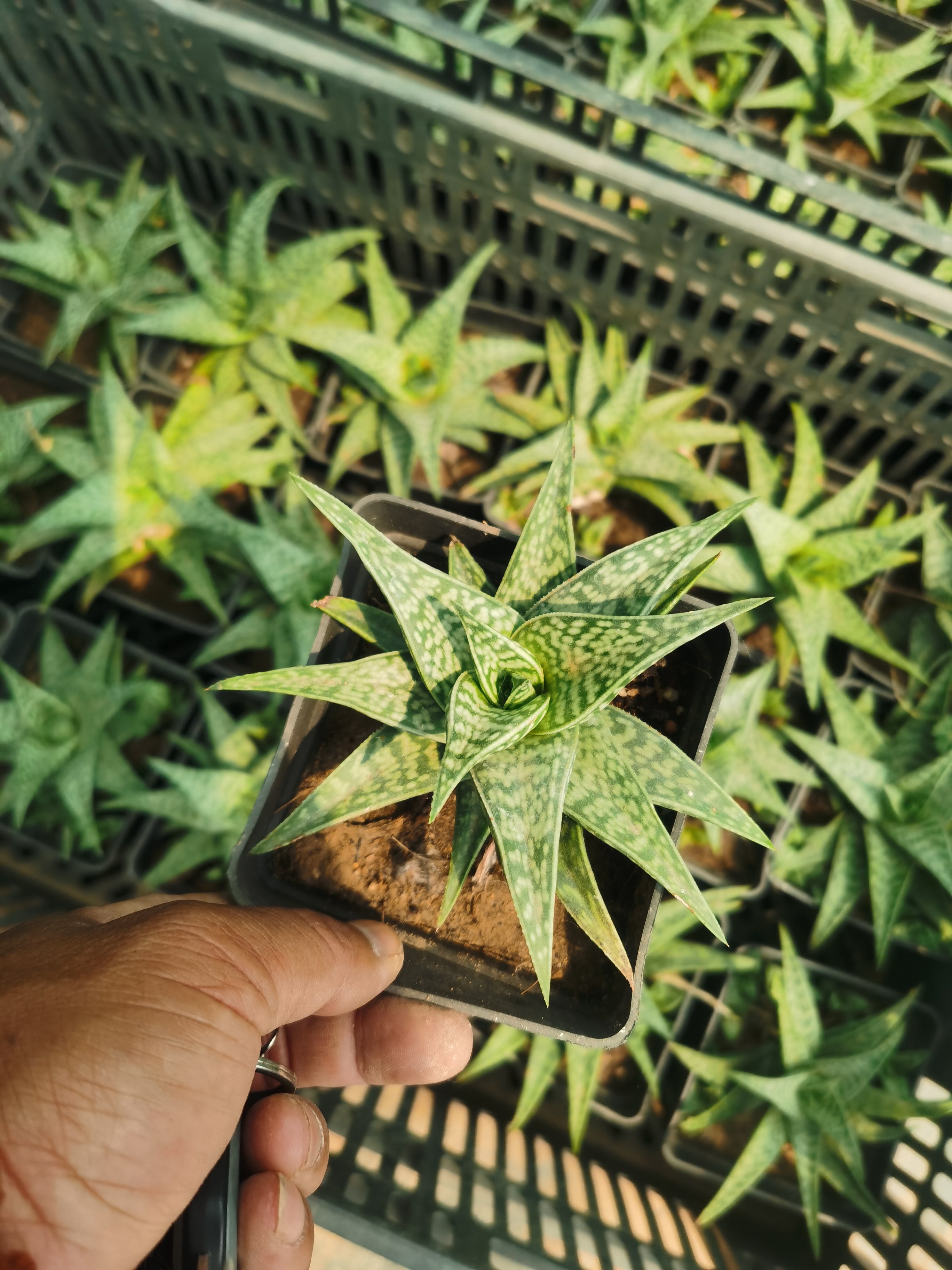 带盆发姬千代翠花掌十二卷多肉植物喜阴耐热芦荟绿植美观室内盆栽