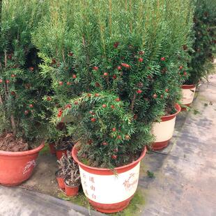 红豆杉树苗正宗北方红豆杉盆栽四季常青耐寒阳台庭院珍稀绿植小苗
