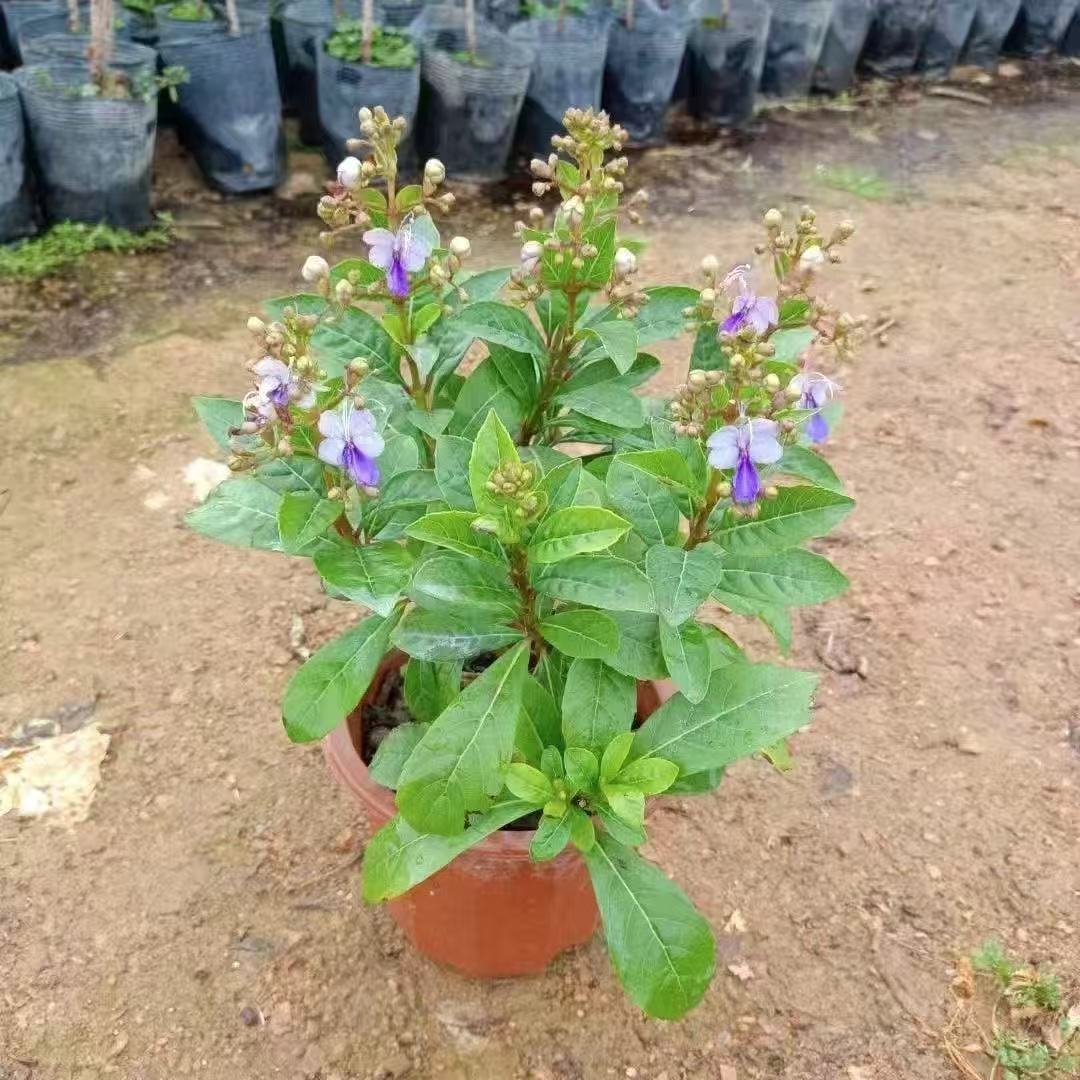 蓝蝴蝶花苗当年开花植物室内外盆栽地栽四季开花蝴蝶花卉好养易活