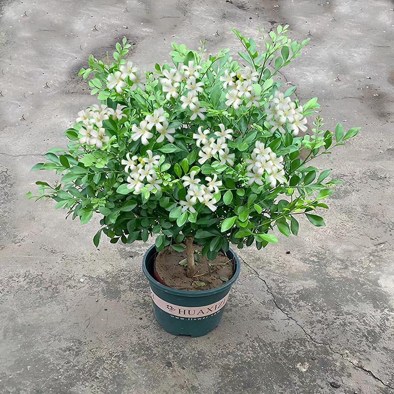 九里香盆栽带花苞四季开花室内外好养活驱蚊植物净化空气芳香绿植