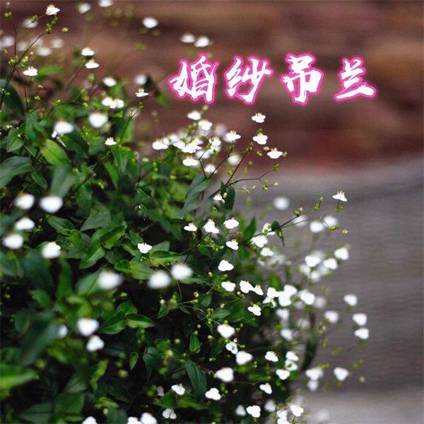 婚纱吊兰盆栽带花观叶多年生垂吊室内四季常绿耐阴耐寒夏季卧室