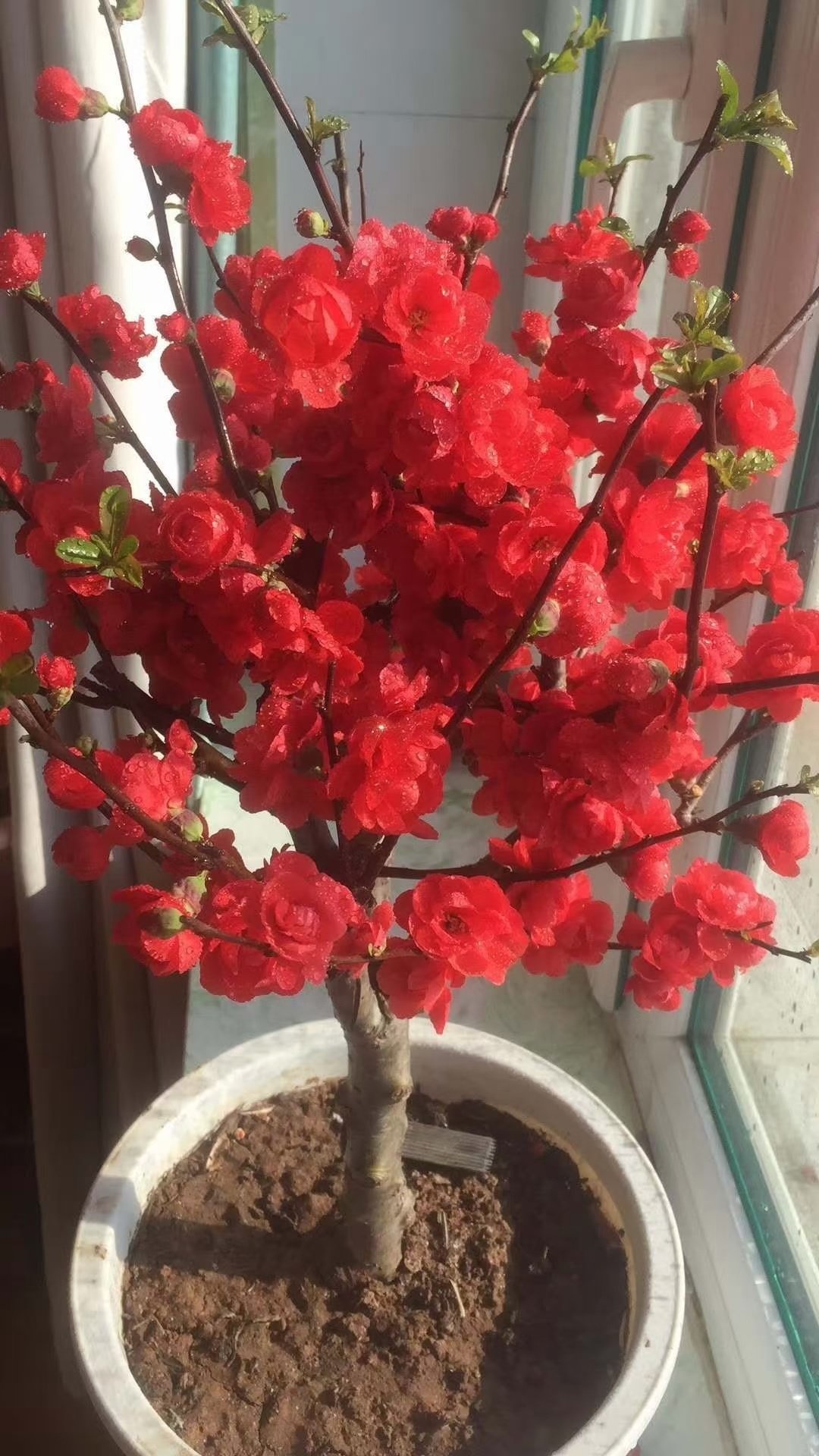 木本海棠花多品种盆栽庭院花卉耐热耐寒四季栽种绿植盆景老桩