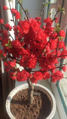 木本海棠复色东阳景彩玉