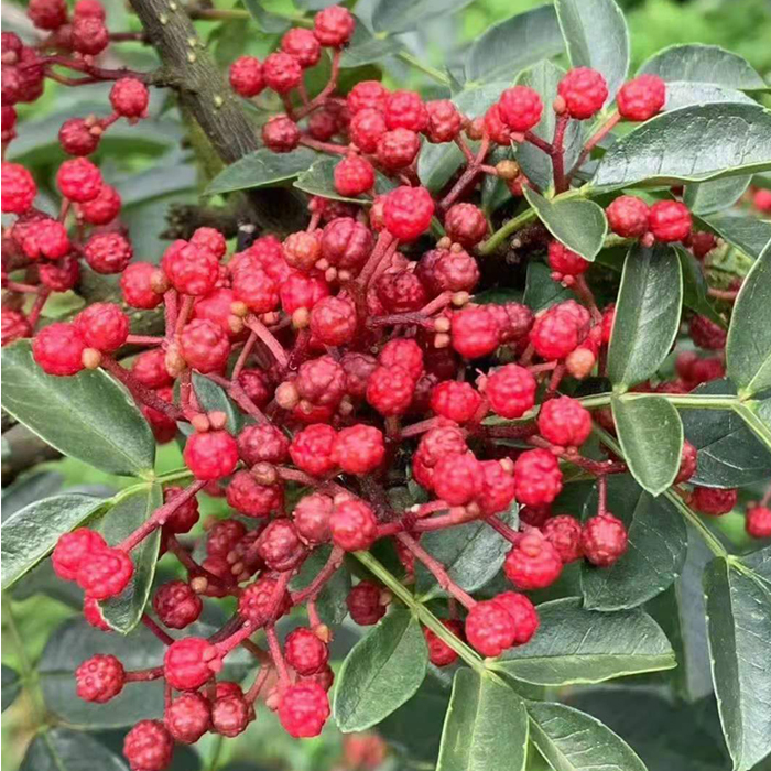 四川汉源花椒苗贡椒树苗娃娃椒清溪红花椒南北方种植又麻又香庭院