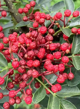 四川汉源花椒苗贡椒树苗娃娃椒清溪红花椒南北方种植又麻又香庭院