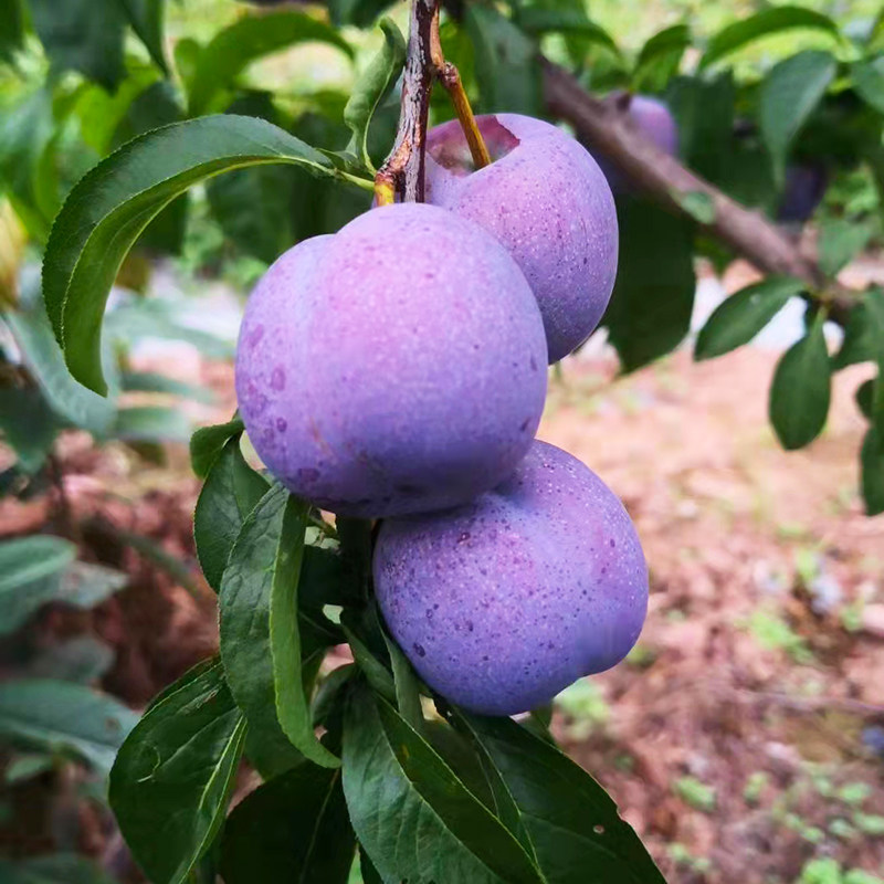 四川嫁接五月脆李子树苗非带土庭院早熟脱骨水果树苗汉源产地发苗