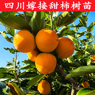 四川嫁接大柿子树苗尖顶面柿子削皮脆甜软柿水果树庭院南北方种植