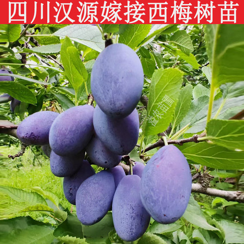 四川汉源嫁接西梅树苗黄肉女神