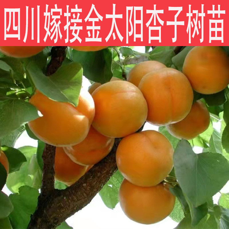 四川汉源嫁接金太阳杏子果树苗庭