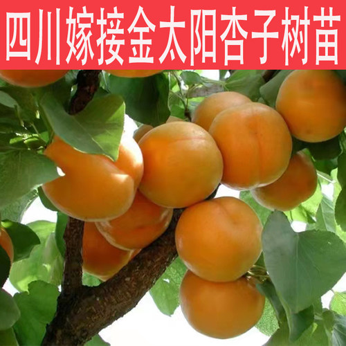 四川汉源嫁接金太阳杏子果树苗庭院大树毛杏子脱骨水果南北方种植