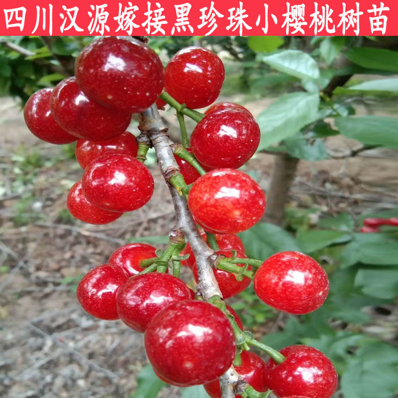 中华小樱桃树苗本地老品种