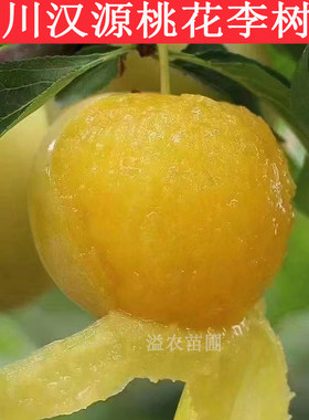 桃花李大树落叶软甜好吃