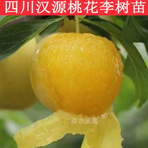 桃花李大树落叶软甜好吃