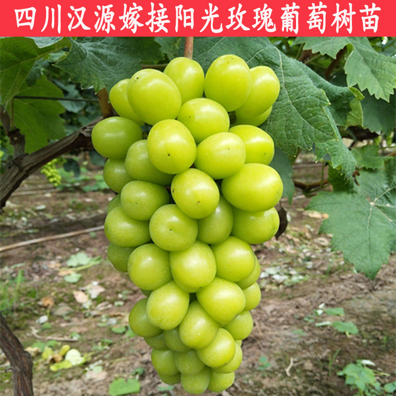 阳光玫瑰落叶脆甜新品种葡萄新贵