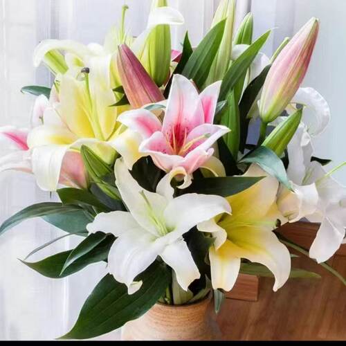 【混色百合 】保底3个品种