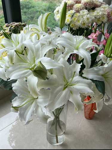 西伯利亚白色单瓣百合