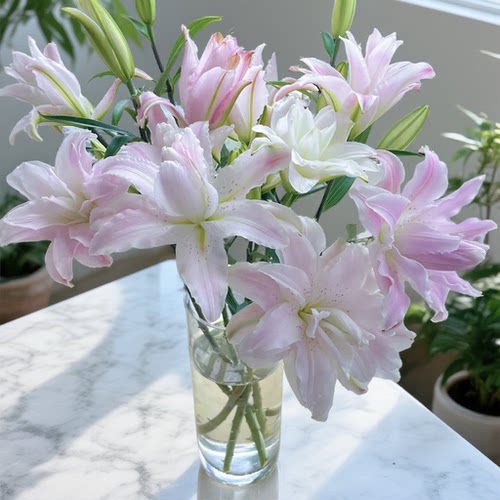 【莲花皇后 重瓣百合】浓香型百合云南昆明基地直发包邮