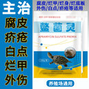 鳖菌灵治腐皮外伤治烂甲白点疥疮灵龟鳖灵乌龟南石龟白化巴西鳄龟