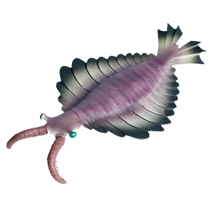 寒武纪史前生物奇虾模型实心儿童玩具仿真海洋动物远古时代巨兽