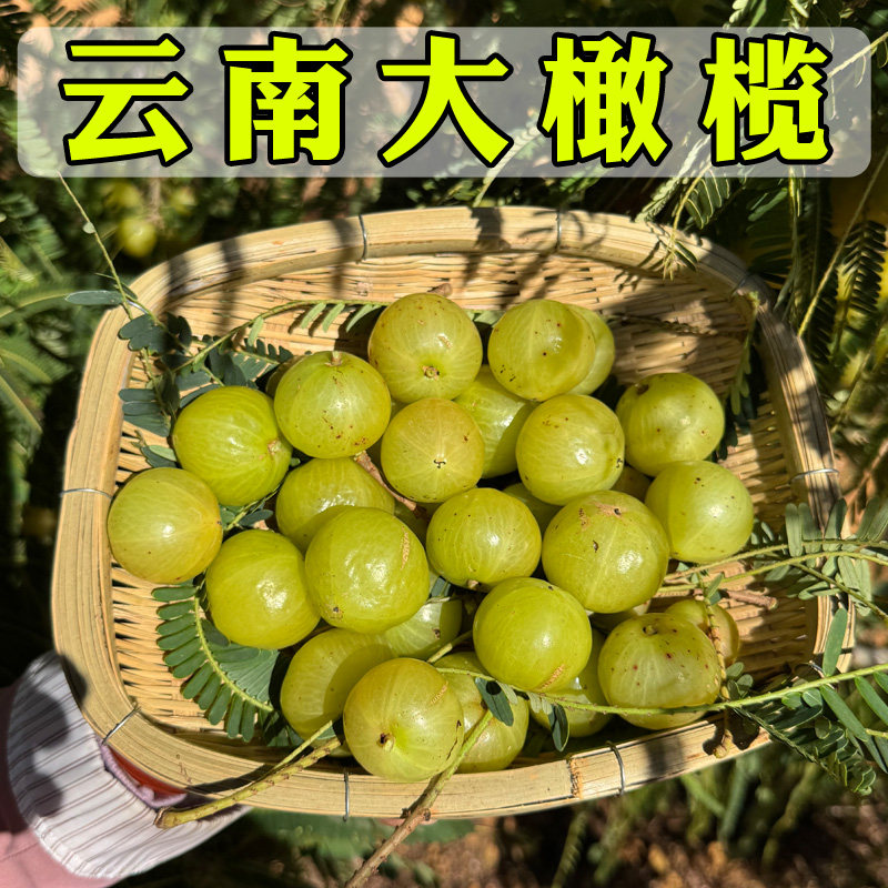 云南特产新鲜滇橄榄檀香新鲜水果大油甘果油甘子余甘果青橄榄3斤