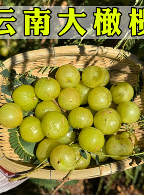 云南特产新鲜滇橄榄檀香新鲜水果大油甘果油甘子余甘果青橄榄3斤