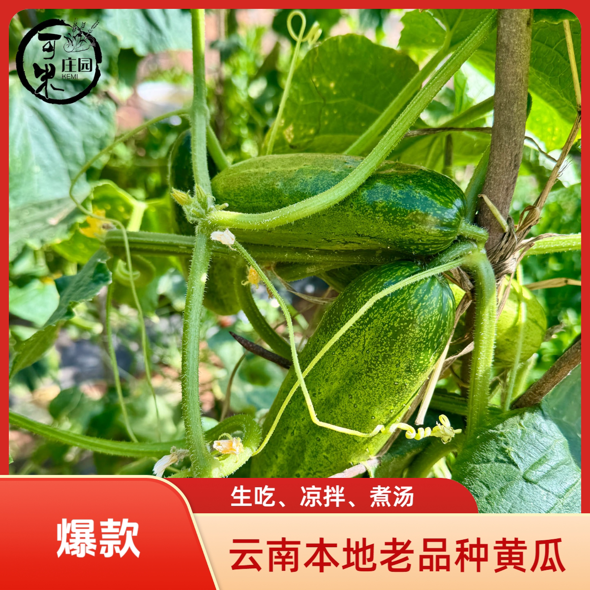 云南本地白玉黄瓜老黄瓜图片