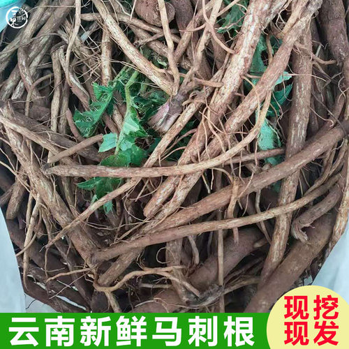 云南新鲜马刺根野菜大蓟根