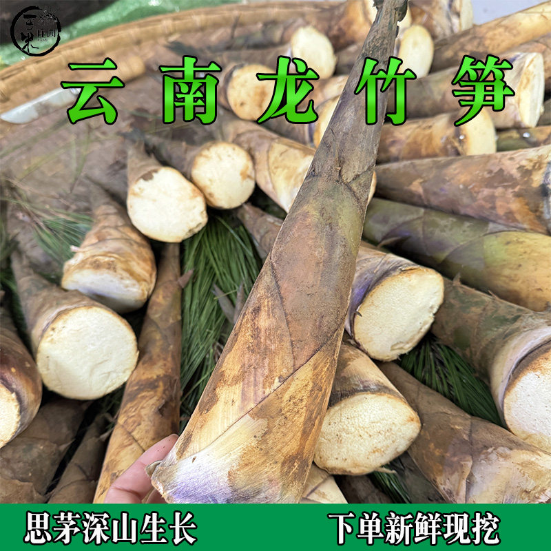 云南新鲜甜笋5斤龙竹笋思茅普洱生吃顺丰竹笋鲜嫩春笋头蔬菜现挖
