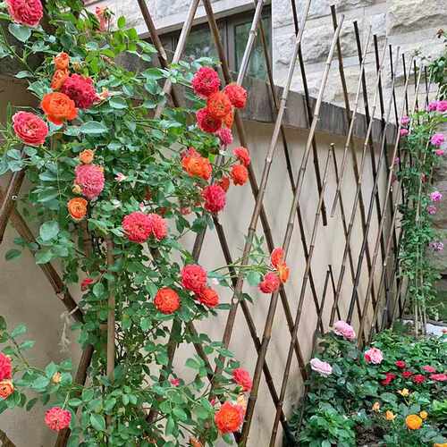 户外庭院隔断菜园花园防腐栅栏
