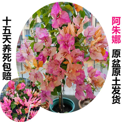 阿朱娜(三角梅)原生大苗四季开花老桩爬藤植物