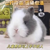 小兔子活物侏儒兔长不大迷你小型公主荷兰垂耳兔茶杯兔家养宠物兔