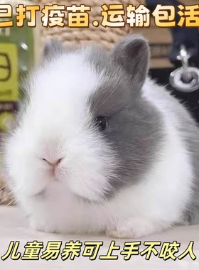 小兔子活物侏儒兔长不大迷你小型公主荷兰垂耳兔茶杯兔家养宠物兔