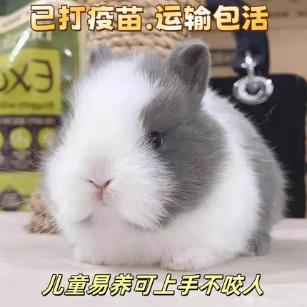 小兔子活物侏儒兔长不大迷你小型公主荷兰垂耳兔茶杯兔家养宠物兔
