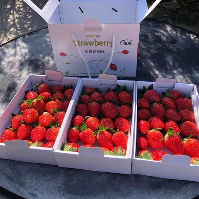 草莓章姬草莓上海本地鲜甜礼盒装