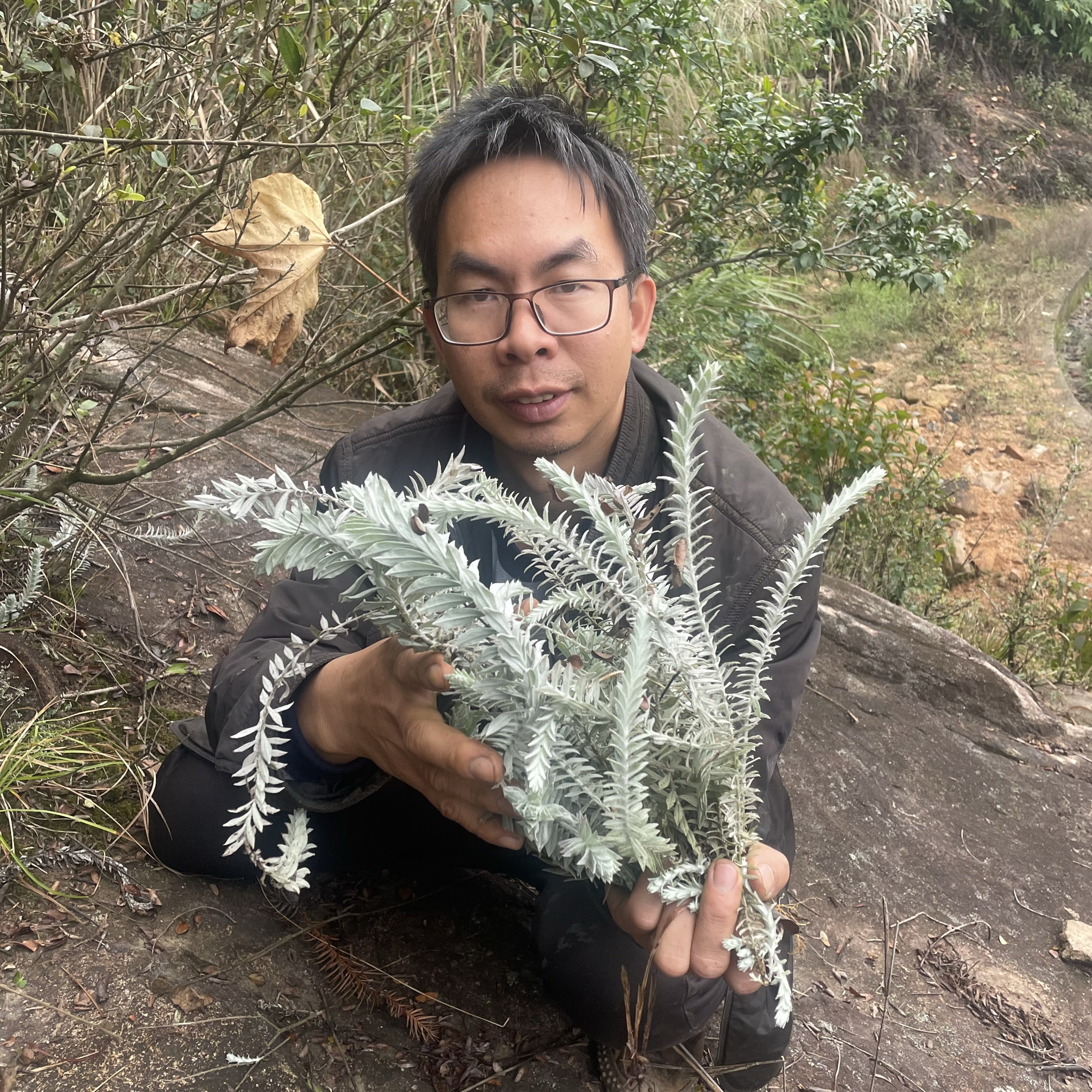 福建鹿茸草六月霜千年艾白龙骨白地蜈蚣沙氏鹿茸草中草药250克