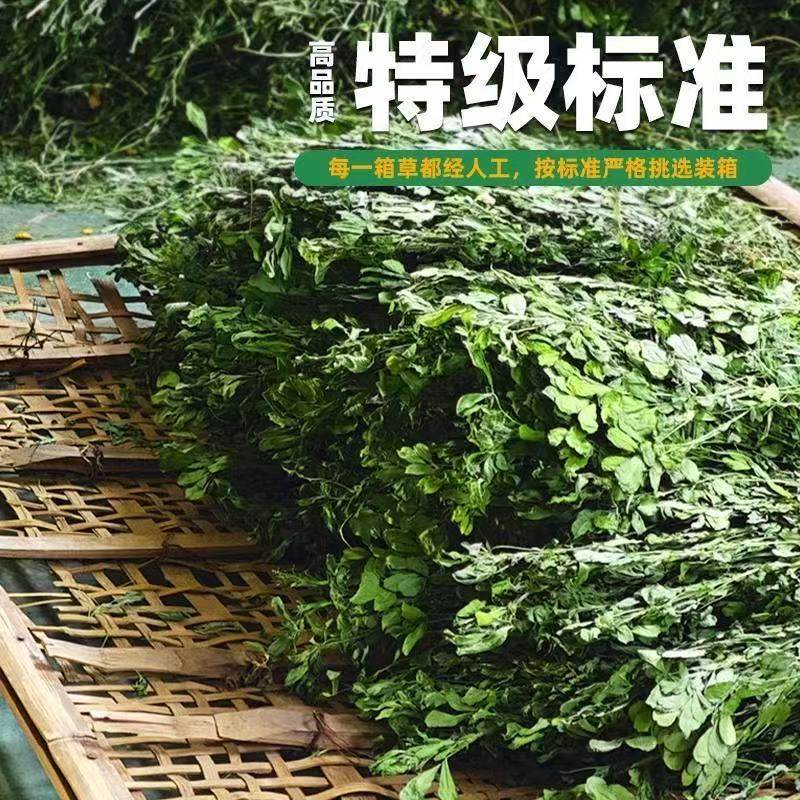 新烘干苜蓿草饲料幼兔兔子草龙猫草苜蓿草紫花烘干叶子新鲜提摩草