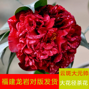 山茶花云斑大元帅稀有大花复色大苗室外阳台庭院耐寒耐热好养绿植