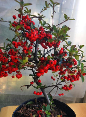 盆栽高档花卉吉祥果