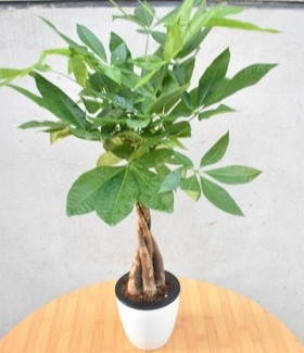 室内花卉绿植盆栽四季常青招财树